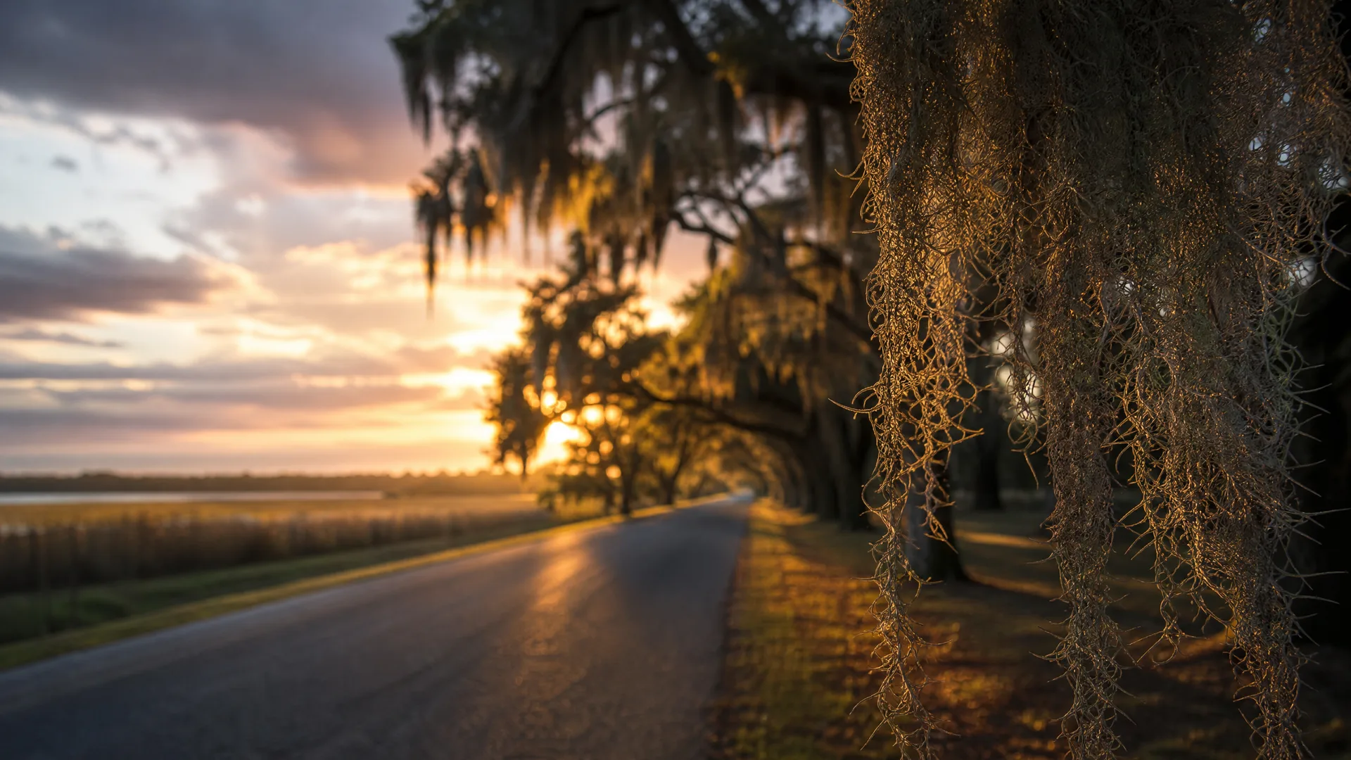 A two-lane paved road curves beneath oak trees draped with hanging Spanish moss at sunrise or sunset, with flat marshland and water visible to the left under a cloudy orange sky.