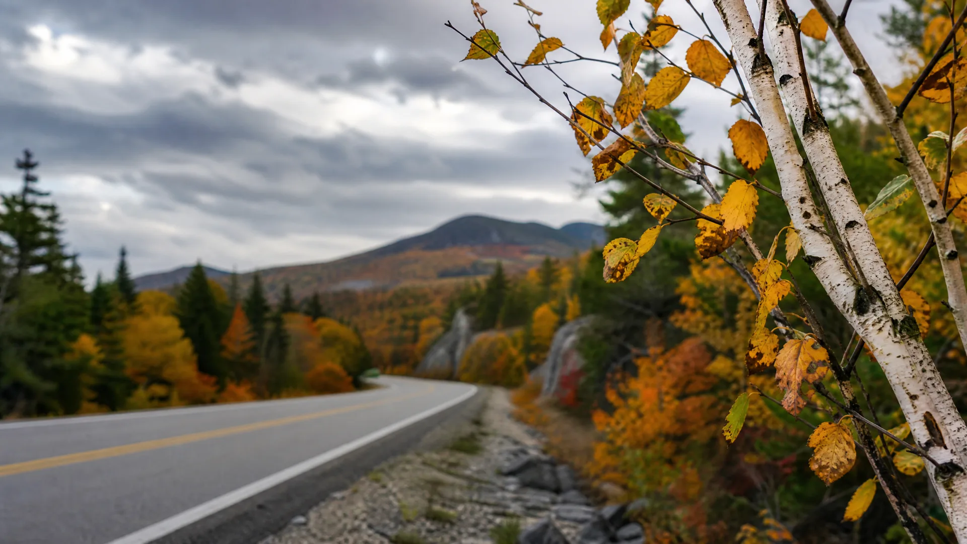 A two-lane paved road with a yellow center line curves through forested hills with orange and yellow autumn foliage, with birch trunks and leafy branches in sharp focus at the right and a mountain under an overcast sky in the distance.
