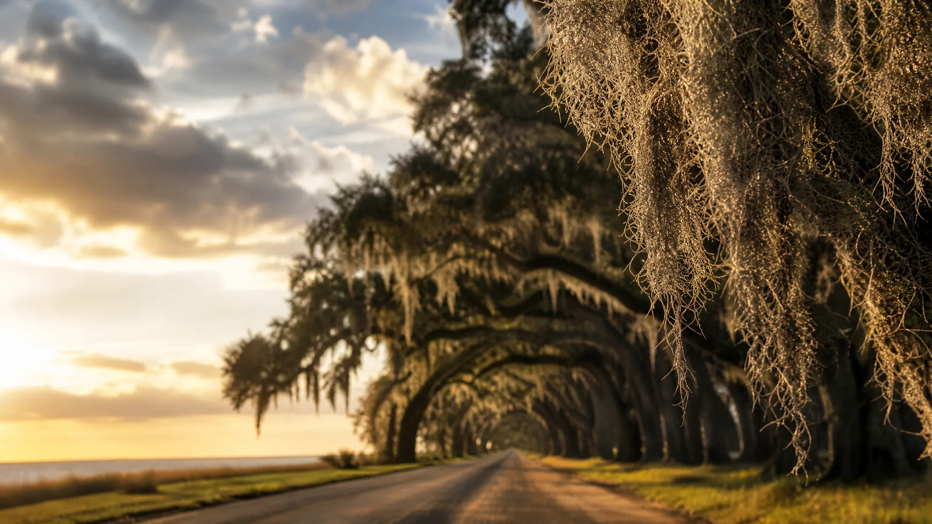 A paved road runs beneath an arching row of moss-draped trees at sunset, with a flat body of water and grassy shoulder visible on the left under a cloudy sky.